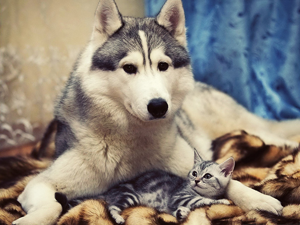 Siberian Husky With Kitten