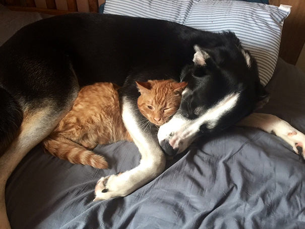 Our Dog Has Really Taken A Liking To Our New Cat. Kitty's Still Getting Used To It