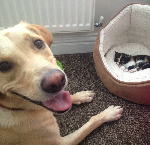 I Think It's Safe To Say Our Dog Is Happy About New Kitten