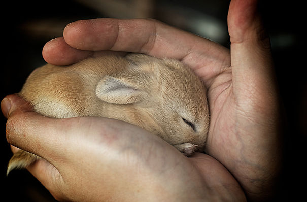 Soft Sleepy Baby Rabbit, You're Safe In My Arms