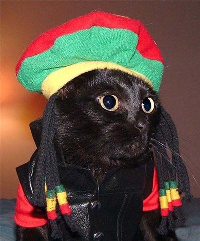 23 Cats In Halloween Costumes That Wish This Holiday Never ...