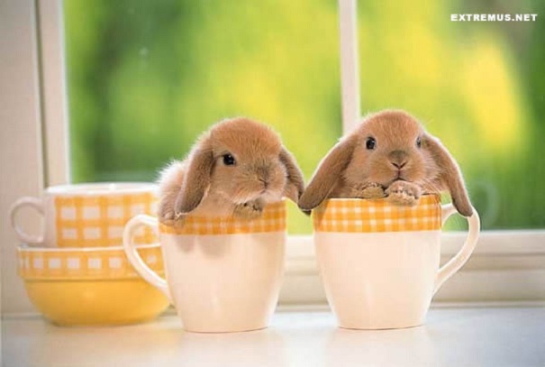 A Cup Of Bunny!