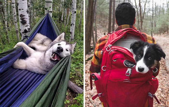 “Camping With Dogs” Instagram Will Inspire You To Go Hiking With Your Dog