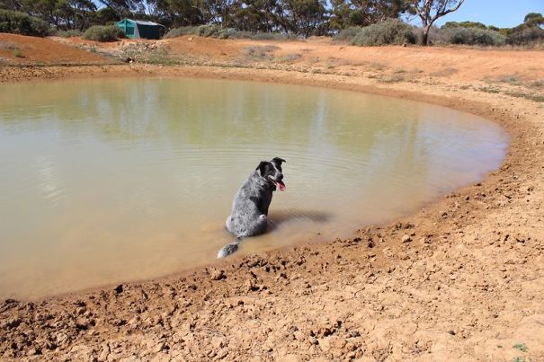 Rosie @ The Local Water Hole