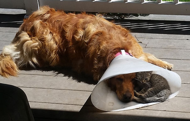 Nice To Have A Buddy When You're Down & Out