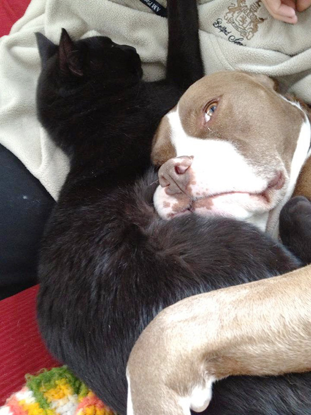 My Dog Has Terminal Cancer. I've Noticed He And My Cat Have Been Cuddling A Lot More Since He Got Sick