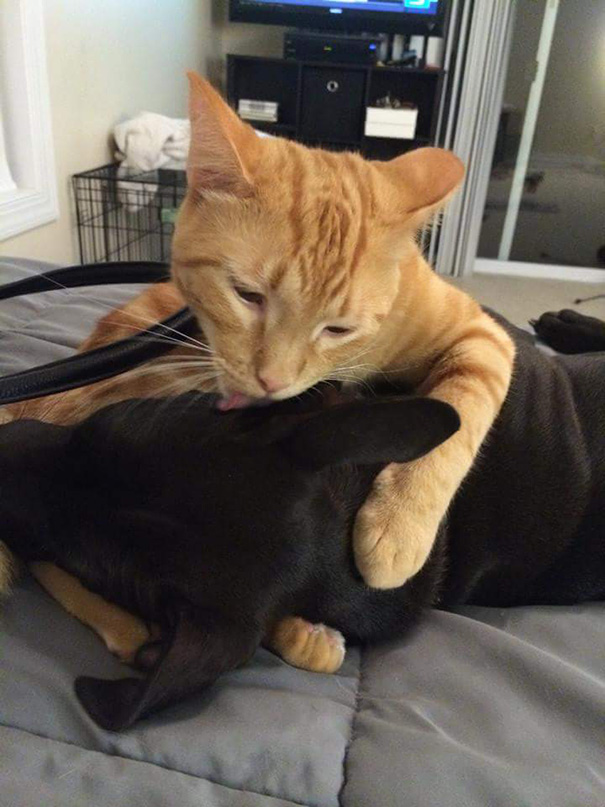 My Cat Thinks My Dog Is Delicious