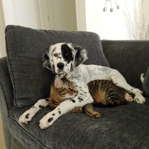 My Friend's Cat And Dog Like Snuggling