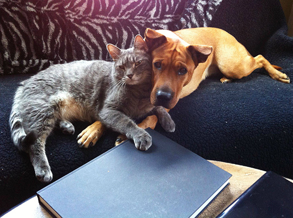 My Shar-Pei Mix And My Dog Cat (He Acts Like A Dog)