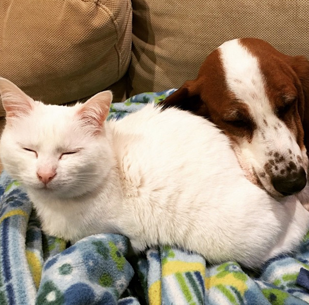 Darling The Cat Loves All The Dogs