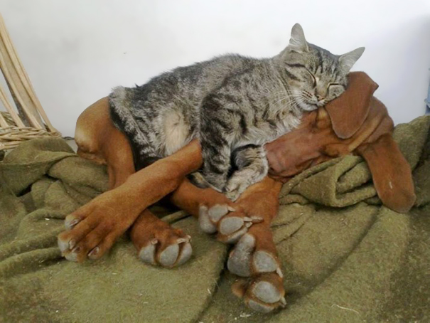 Cat Is Sleeping On A Dog