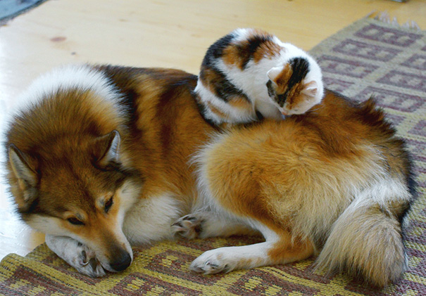 112 Pics Proving That Cats And Dogs Can Be Best Friends Bored Panda