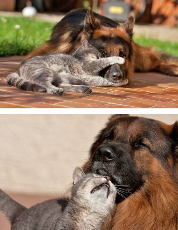 Unlikely Friendship Between Grey Kitty And German Shepherd