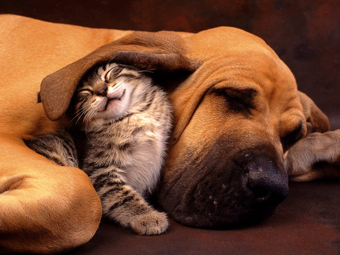112 Pics Proving That Cats And Dogs Can Be Best Friends