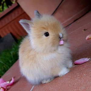 bunnies