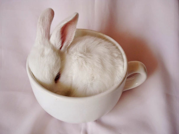 Little Bunny In Cup