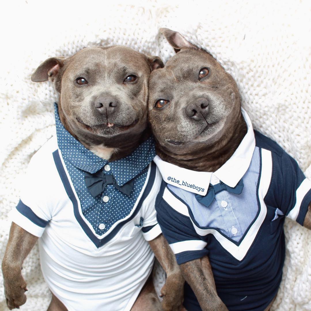 cute-dog-brothers-staffie-pit-bull-terriers-blueboys-74