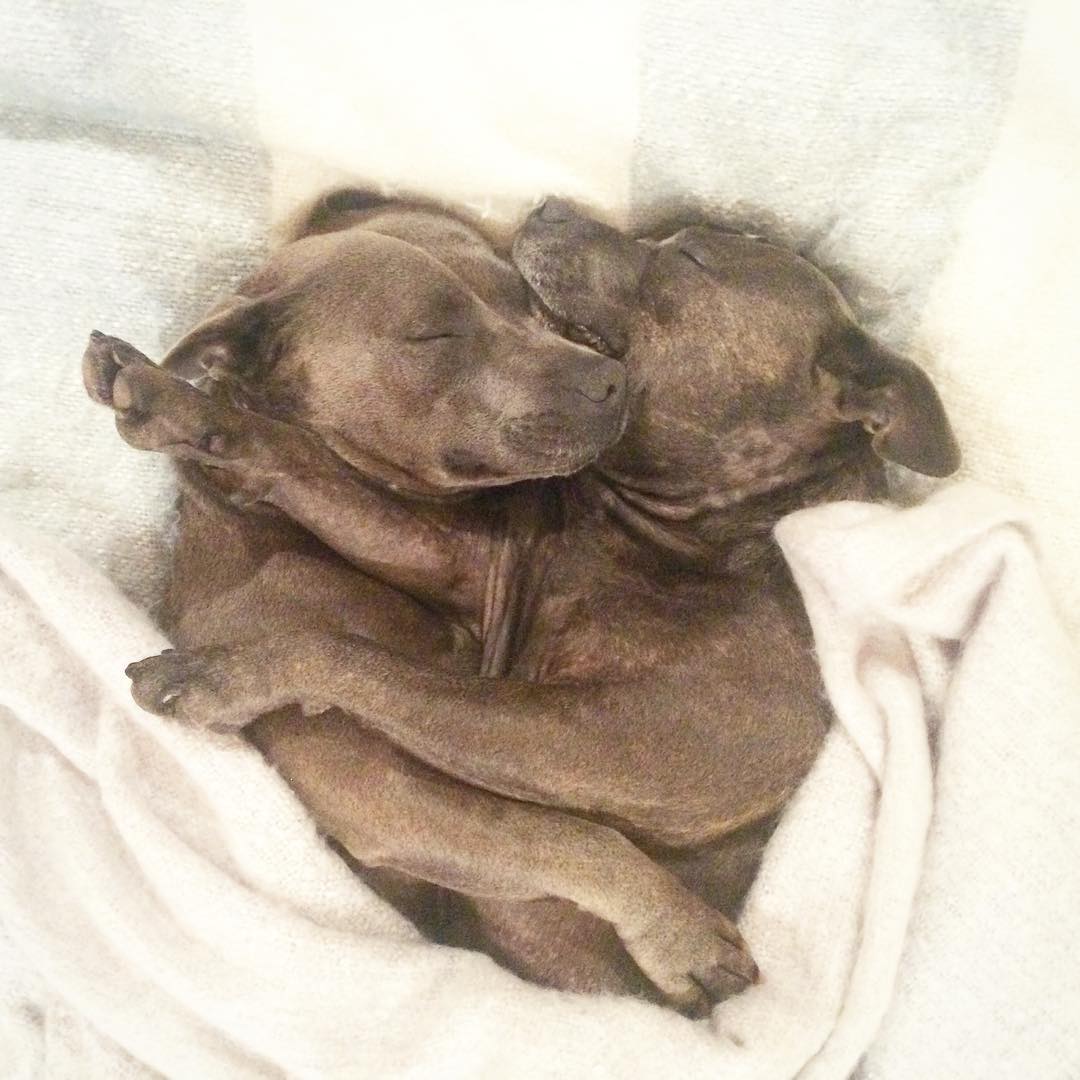 Adorable Pit Bull Brothers Will Instantly Make Your Day Better