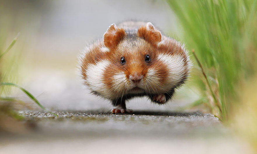 Cute Hamster