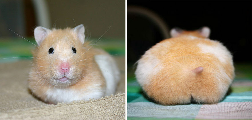 Cute Hamster