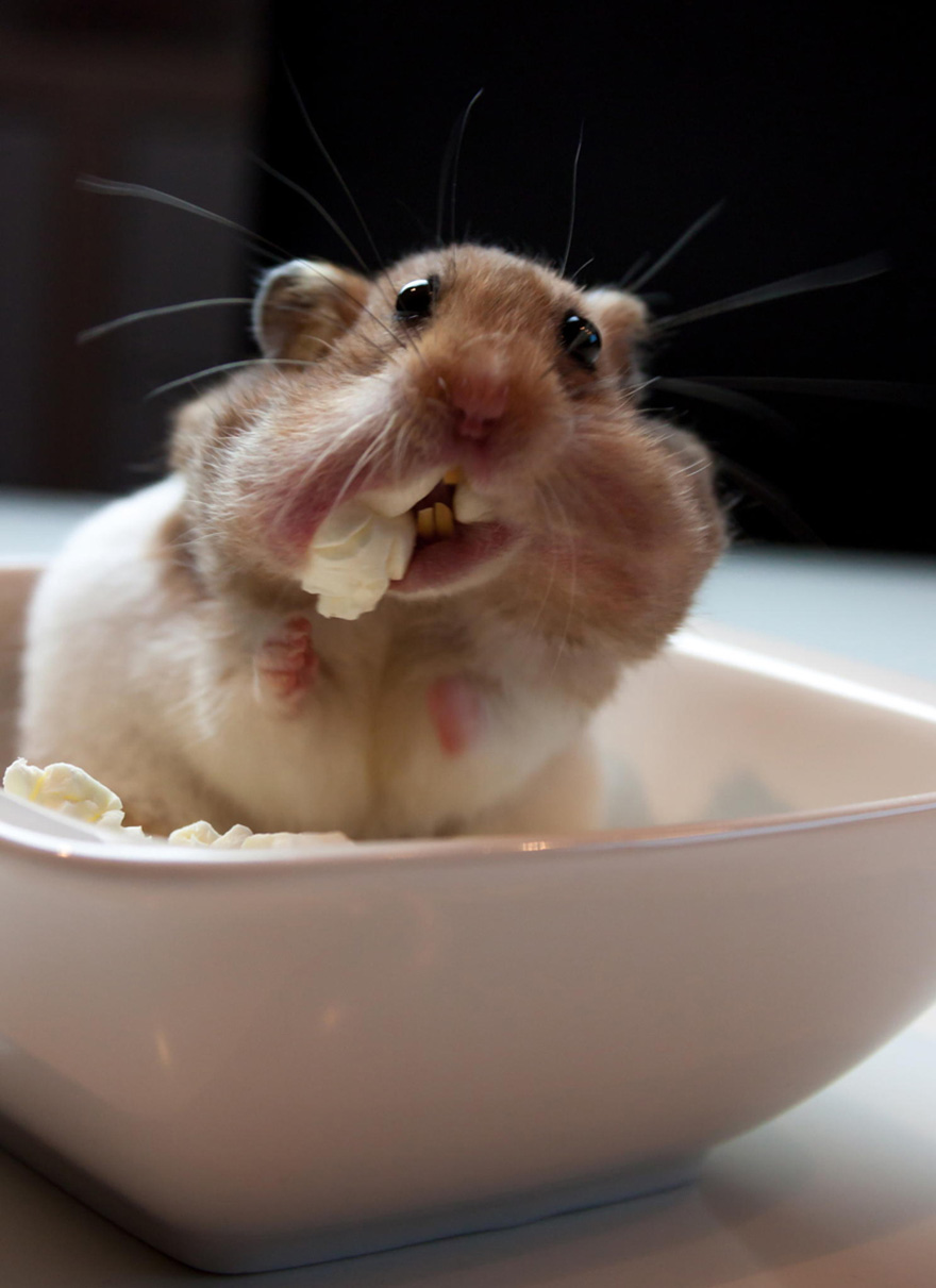 156 Adorable Hamsters That Will Cause A Cuteness Overload | Bored Panda