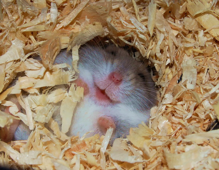 156 Adorable Hamsters That Will Cause A Cuteness Overload | Bored Panda
