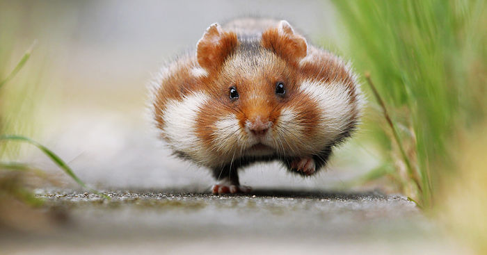 156 Adorable Hamsters That Will Cause A 