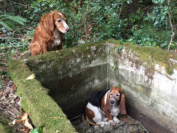 Dog Spends A WEEK Guarding Her Trapped Best Friend Until Help Arrives