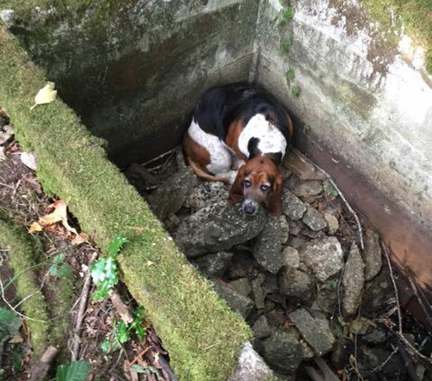Dog Spends A WEEK Guarding Her Trapped Best Friend Until Help Arrives