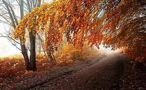 Dreamlike Autumn Forests, By Photographer Janek Sedlar (eiliskumas)