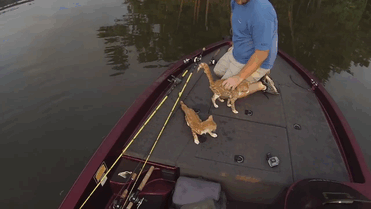 Two Guys Went Fishing But Ended Up Catching Abandoned Kittens