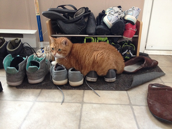 Cat Logic: Comfy Cat Bed Or Shoes? Shoes