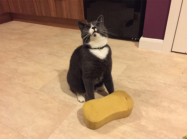 Some Cats Bring Home Mice Or Birds, Ours Brings Home Sponges