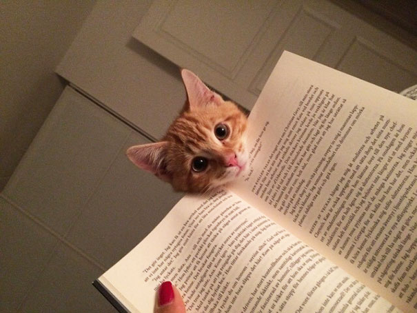 You Don't Want To Read, You Want To Pet And Love Your Kitty
