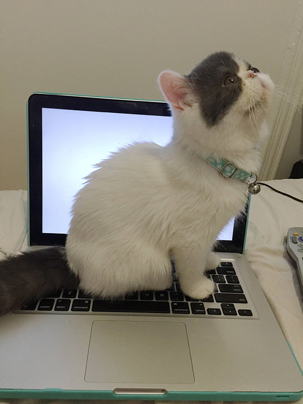 Got My First Cat This Weekend. This Instantly Happened The First Time I Opened My Laptop