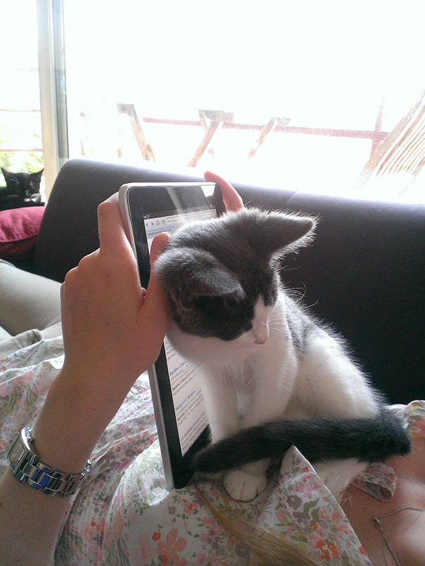 Stop Using That iPad. I Want Attention!