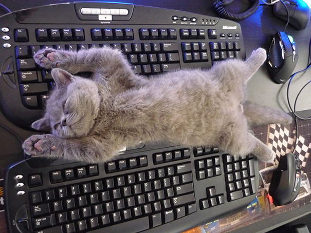 Cat on keyboards