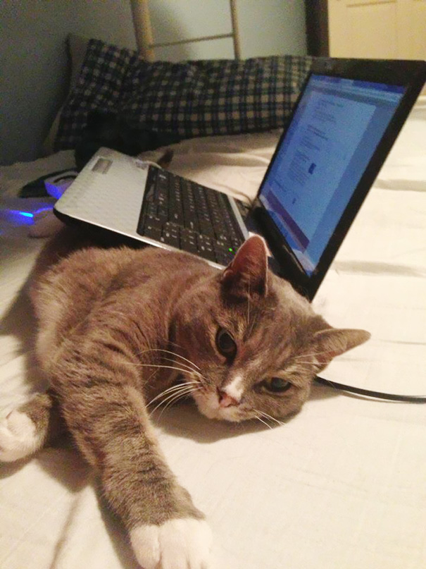 Omg Computer Move, Can't You See I'm Busy Petting This Cat?