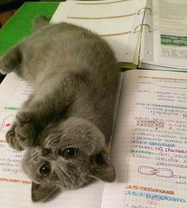 You No Study, You Play With Pebbles