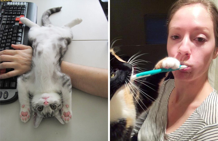 187 Cats That Don’t Care About Your Personal Space