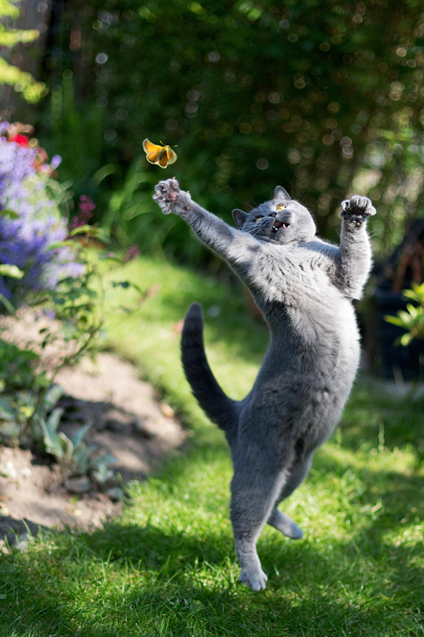 My Cat Trying To Catch A Butterfly