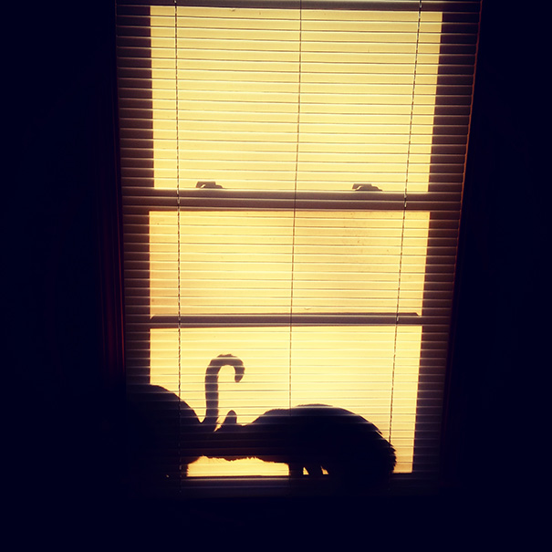 The Cats Decided To Pose For An Artsy-Fartsy Picture This Morning