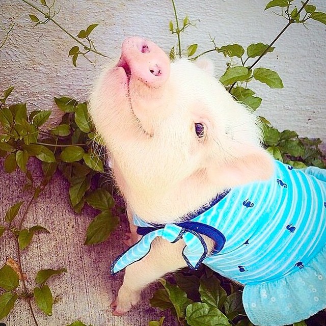 Meet Hamlet, The Piggy Who Saved My Life