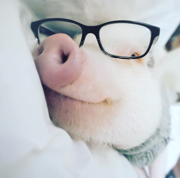 Meet Hamlet, The Piggy Who Saved My Life