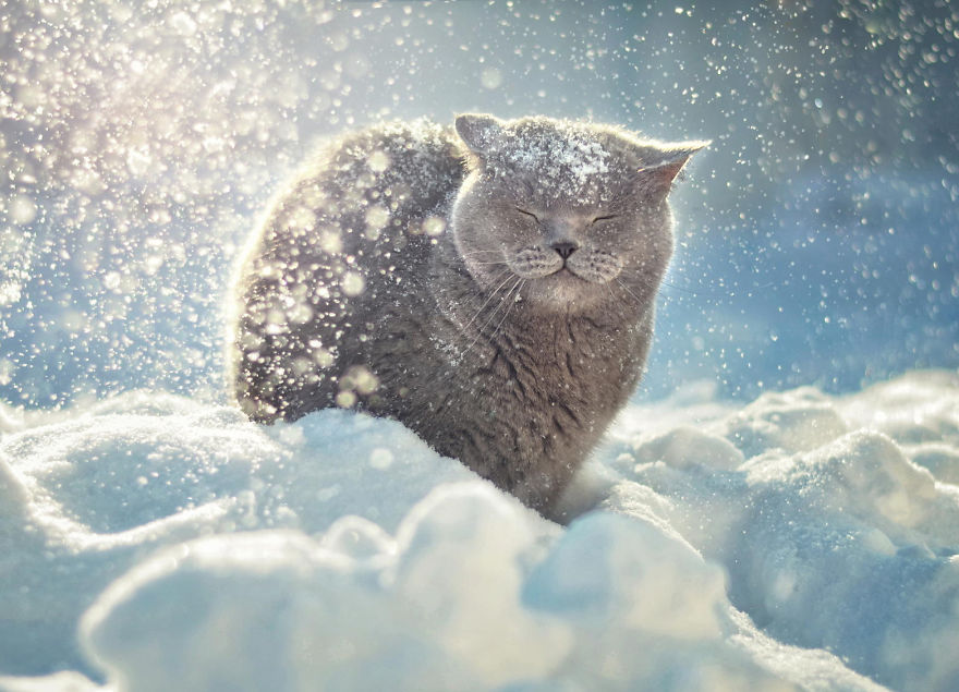 Happy Cat In Snow