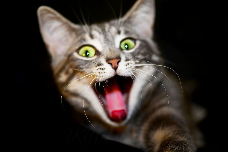Thrilled Cat