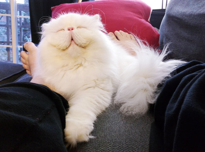 Post The Happiest Cats Who Show The Best Smiles