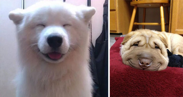 Post The Happiest Dogs Who Show The Best Smiles (346 Pics)