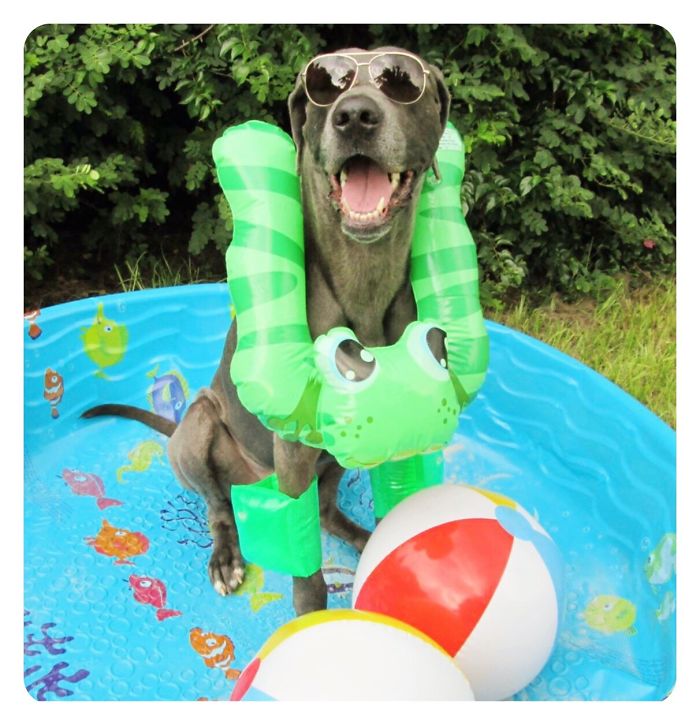 Gabe The Great Dane Loves His Pool!