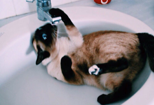 Cat Way Of Drinking Water